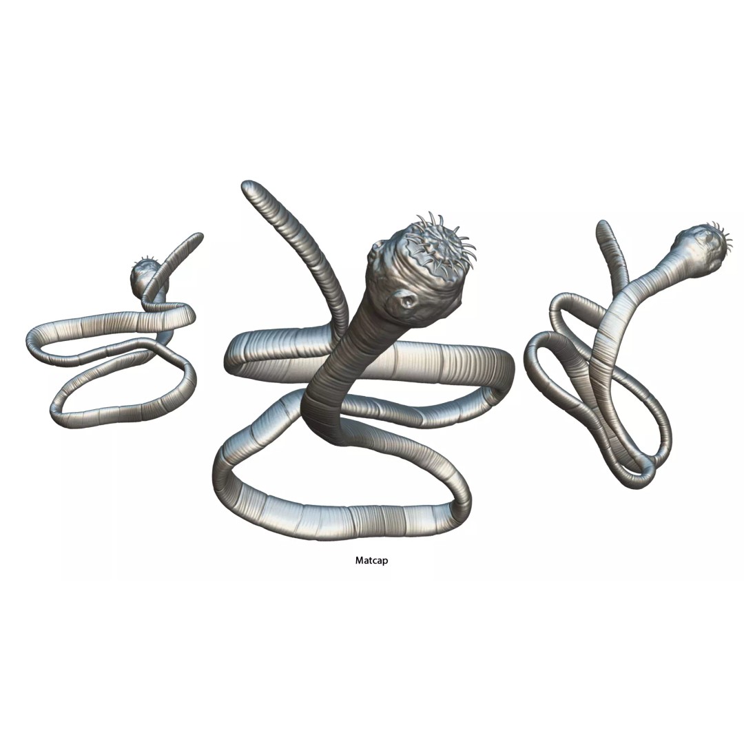 Taenia Saginata Tapeworm 3D Model – Realistic Medical Asset, FBX, OBJ - View 10