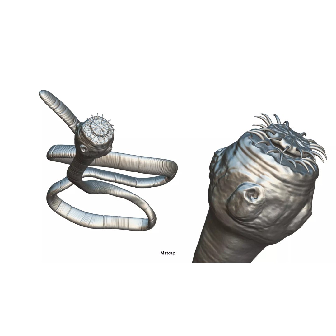 Taenia Saginata Tapeworm 3D Model – Realistic Medical Asset, FBX, OBJ - View 11
