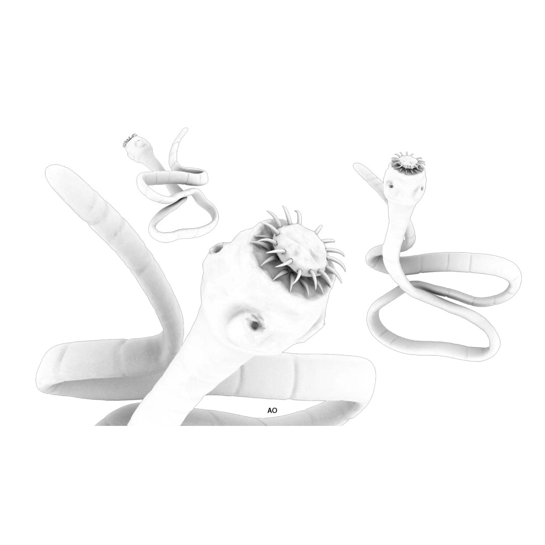 Taenia Saginata Tapeworm 3D Model – Realistic Medical Asset, FBX, OBJ - View 12