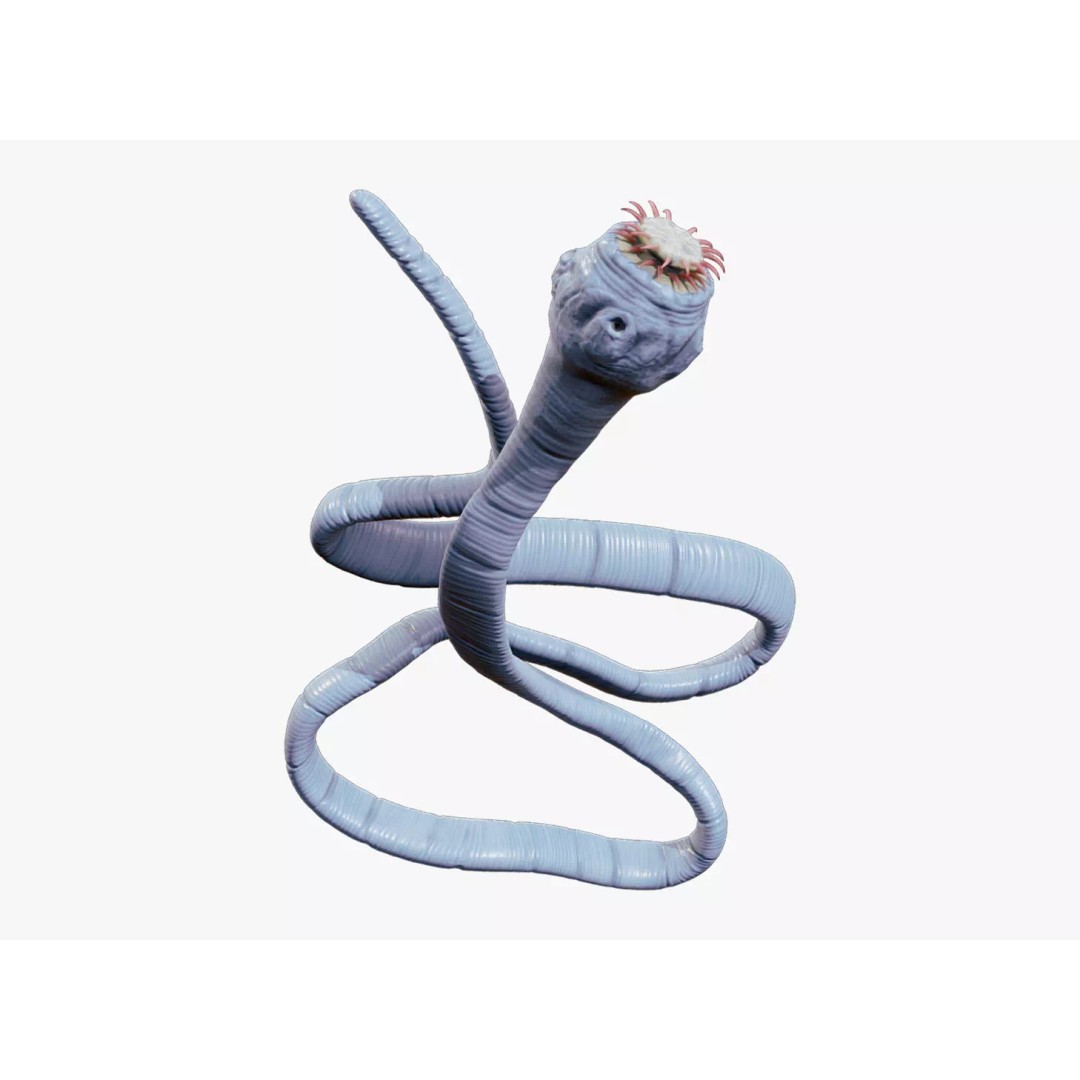 Taenia Saginata Tapeworm 3D Model – Realistic Medical Asset, FBX, OBJ - View 2