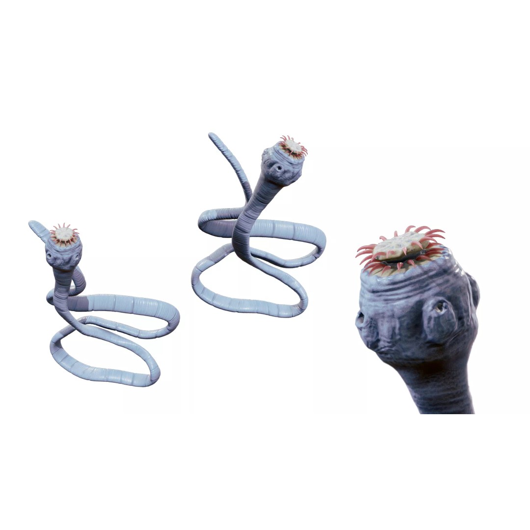 Taenia Saginata Tapeworm 3D Model – Realistic Medical Asset, FBX, OBJ - View 3