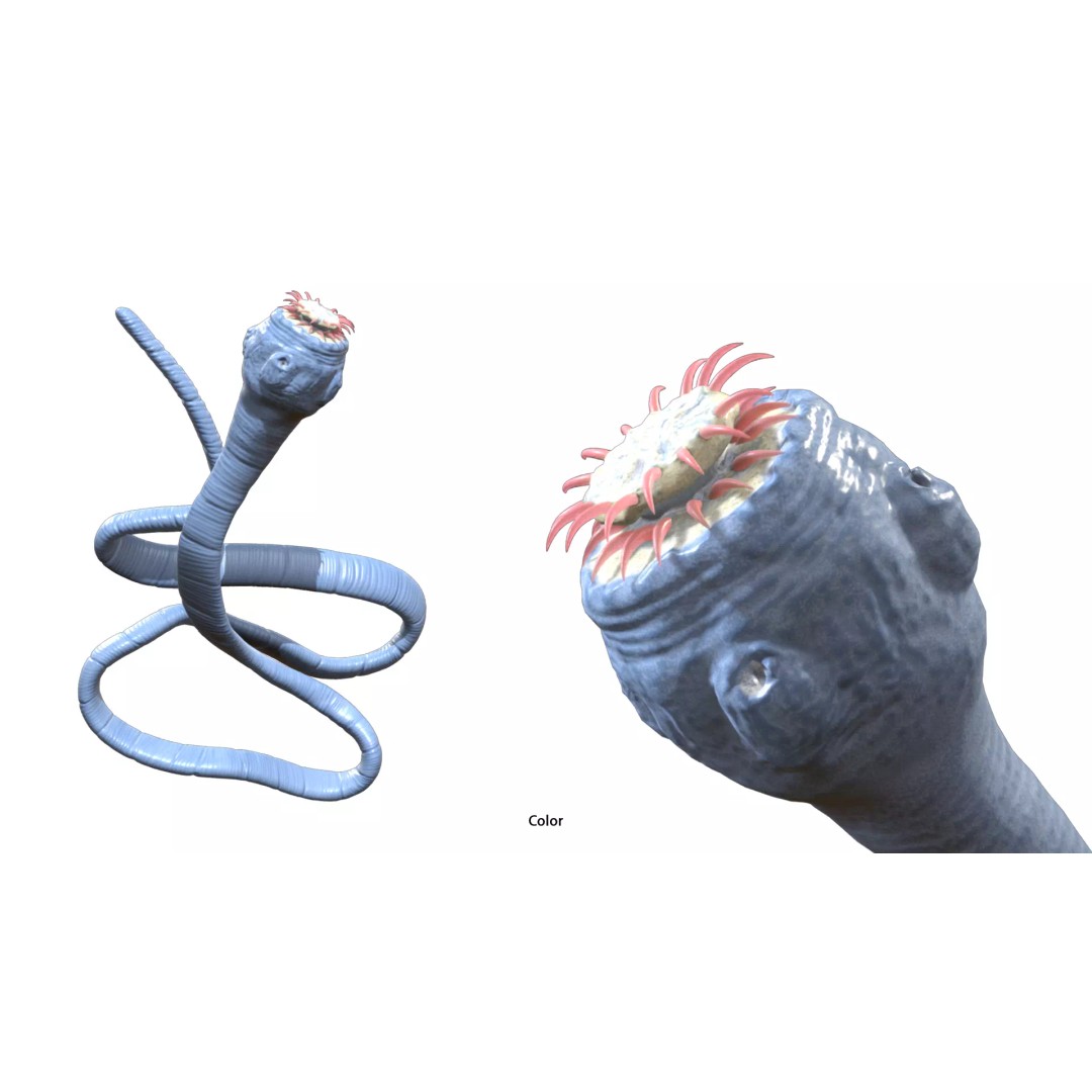 Taenia Saginata Tapeworm 3D Model – Realistic Medical Asset, FBX, OBJ - View 5