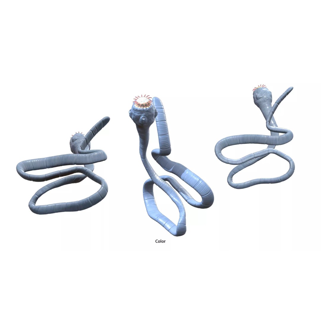 Taenia Saginata Tapeworm 3D Model – Realistic Medical Asset, FBX, OBJ - View 6