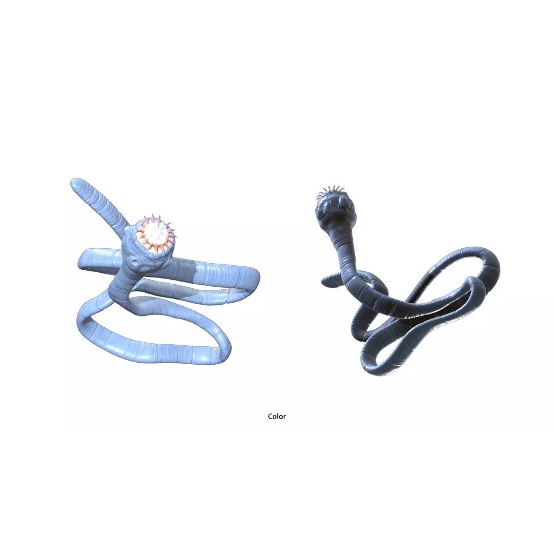 Taenia Saginata Tapeworm 3D Model – Realistic Medical Asset, FBX, OBJ - View 7