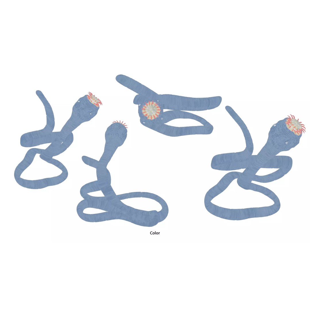 Taenia Saginata Tapeworm 3D Model – Realistic Medical Asset, FBX, OBJ - View 9