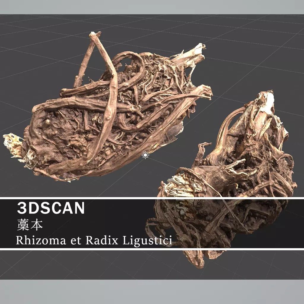 Rhizoma et Radix Ligustici 3D Model – Low Poly, PBR Textures, OBJ - View 2