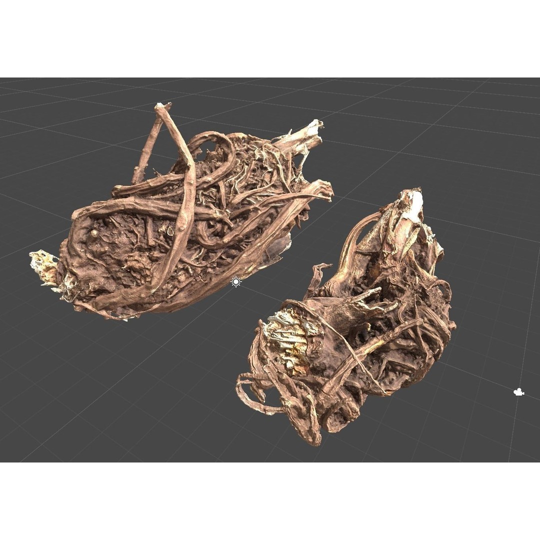 Rhizoma et Radix Ligustici 3D Model – Low Poly, PBR Textures, OBJ - View 3