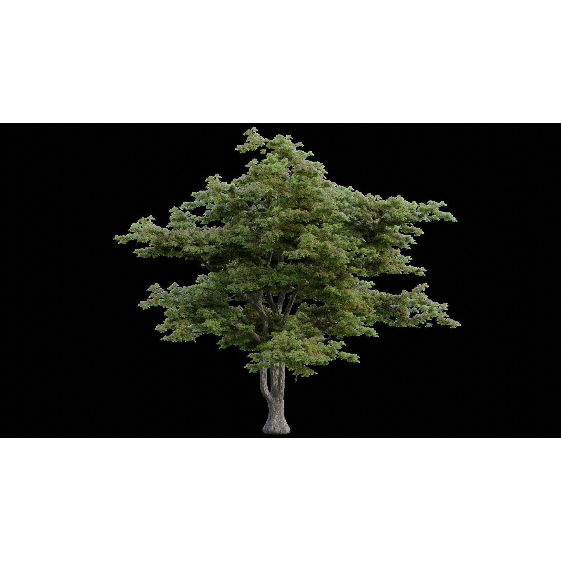 British Forest - Game-Ready 3D Model - View 10