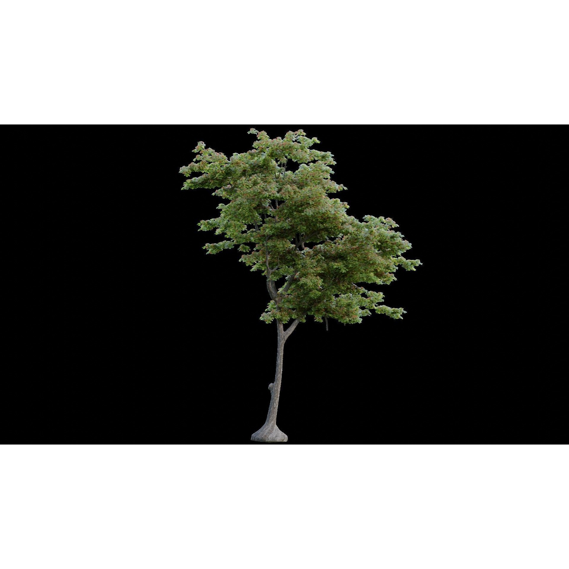 British Forest - Game-Ready 3D Model - View 11