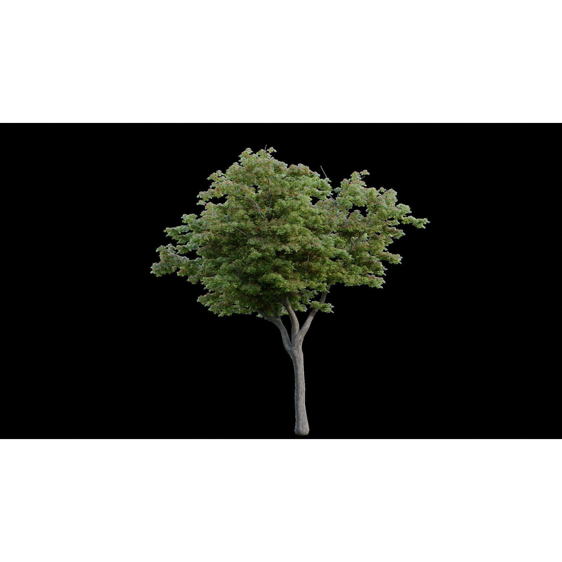 British Forest - Game-Ready 3D Model - View 12