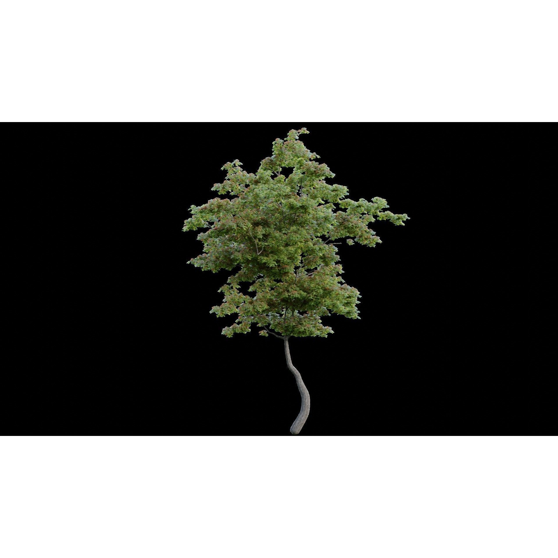 British Forest - Game-Ready 3D Model - View 13