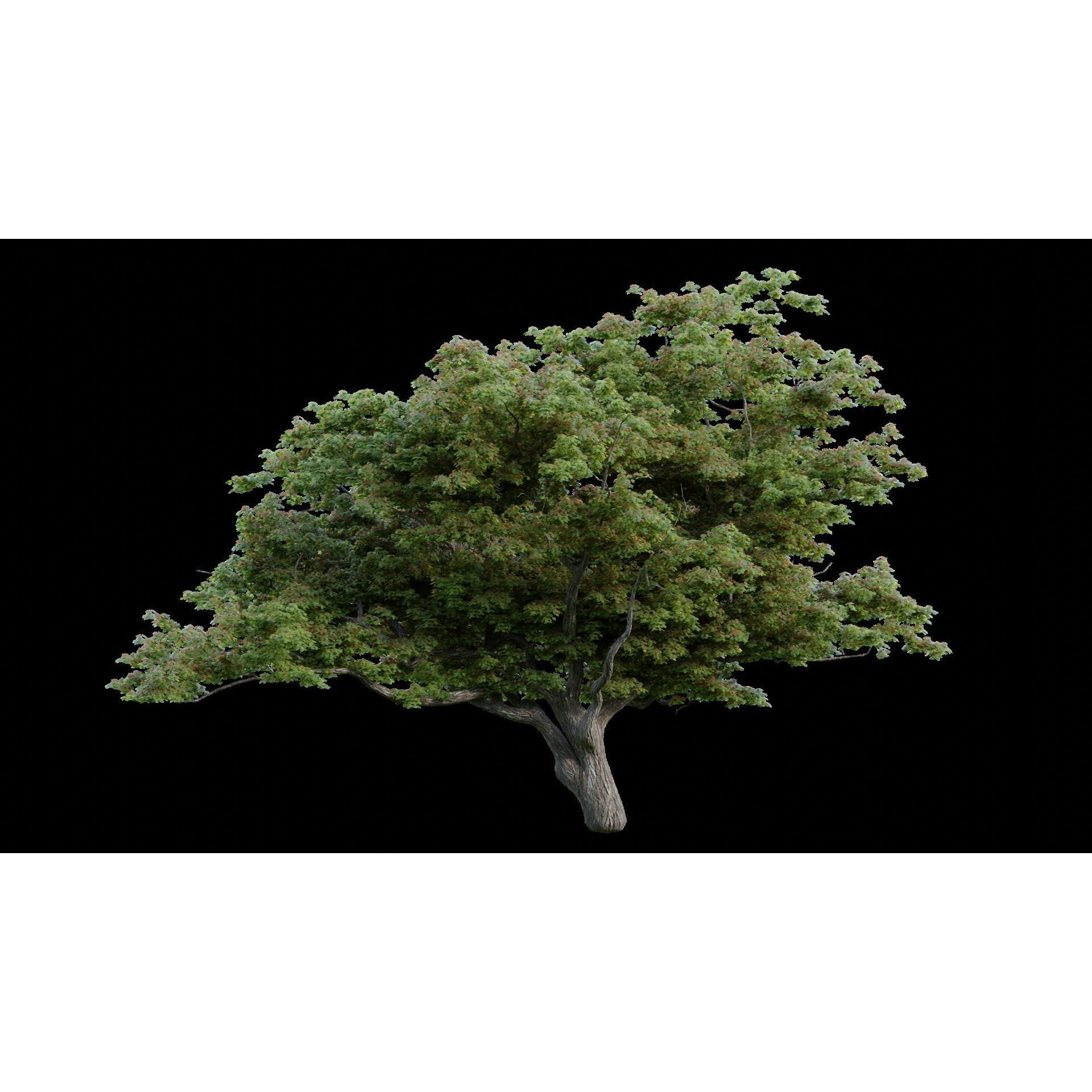 British Forest - Game-Ready 3D Model - View 8