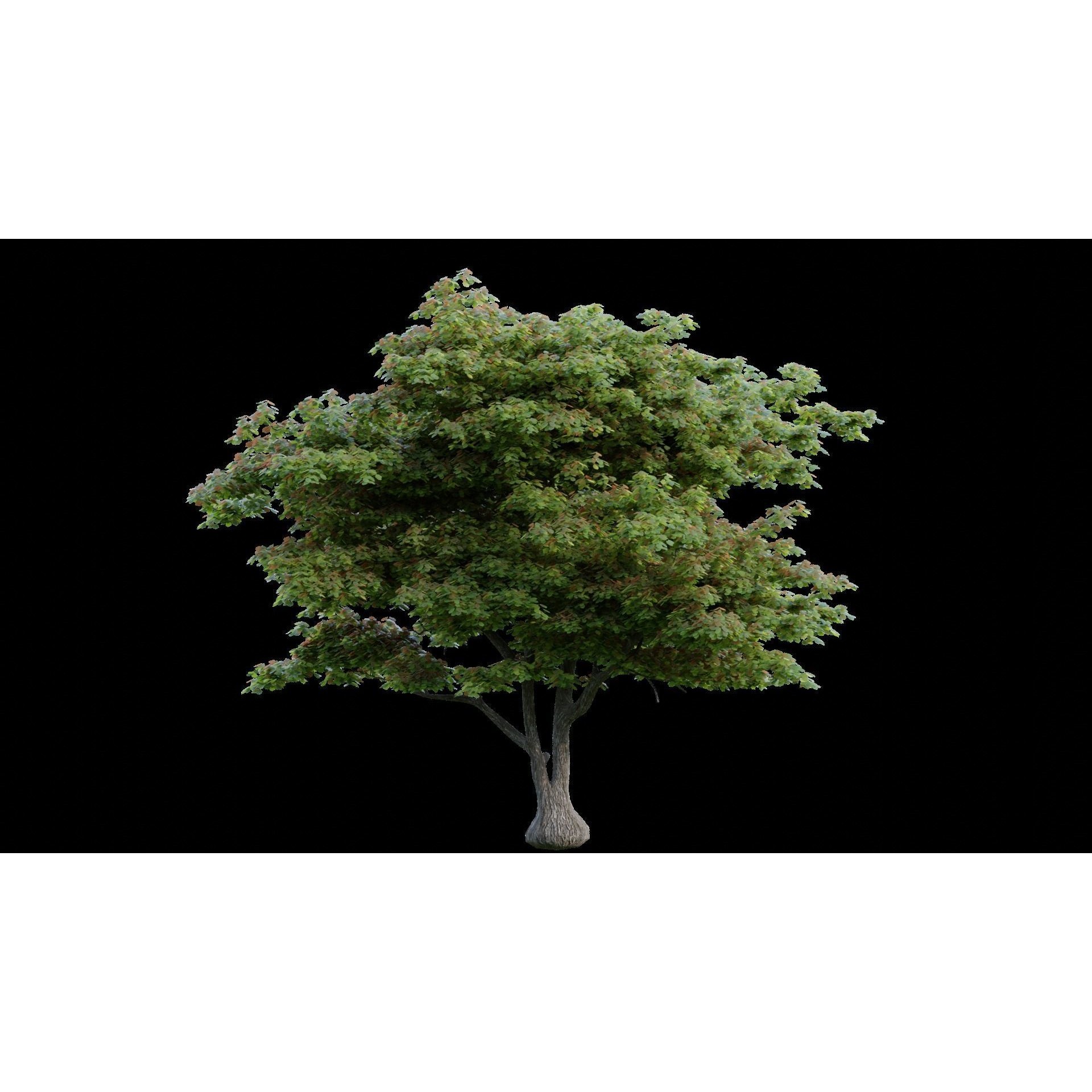 British Forest - Game-Ready 3D Model - View 9