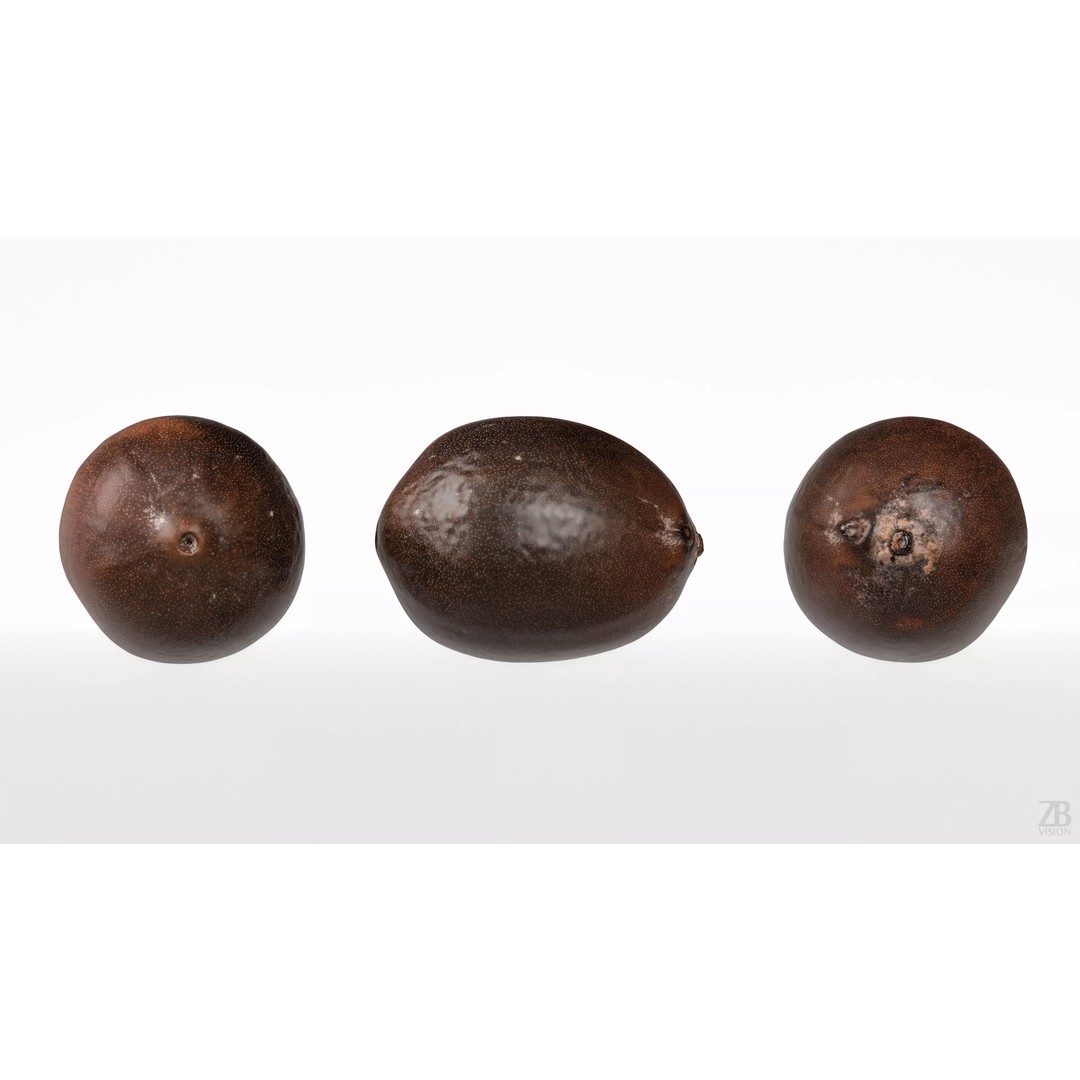 Lotus Seed 3D Model – Photorealistic Game Asset, FBX, OBJ - View 6