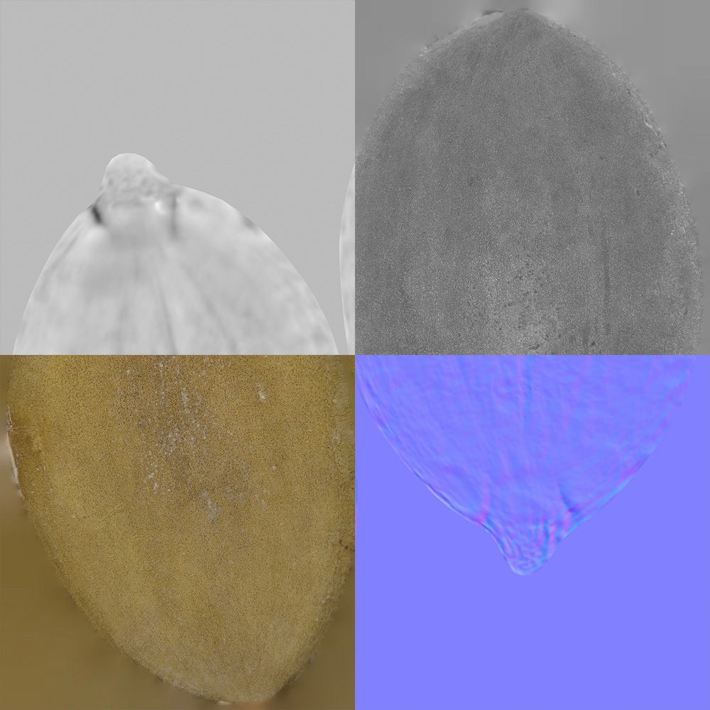 Pumpkin Seed 3D Model – Photorealistic Food Asset, PBR, OBJ, FBX - View 10