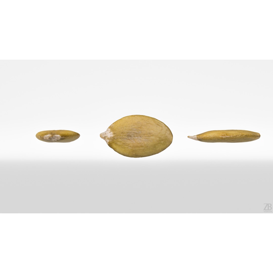 Pumpkin Seed 3D Model – Photorealistic Food Asset, PBR, OBJ, FBX - View 6