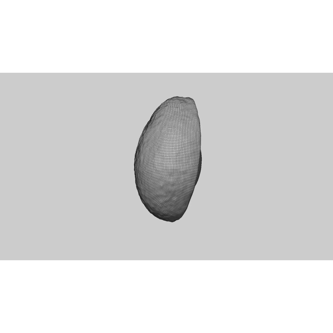 Half Cut Avocado 3D Model – Photorealistic PBR Asset, FBX, OBJ - View 9