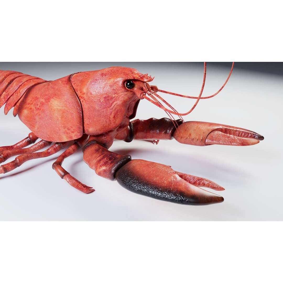 Lobster 3D Model – Realistic Crustacean for Games, FBX - View 11