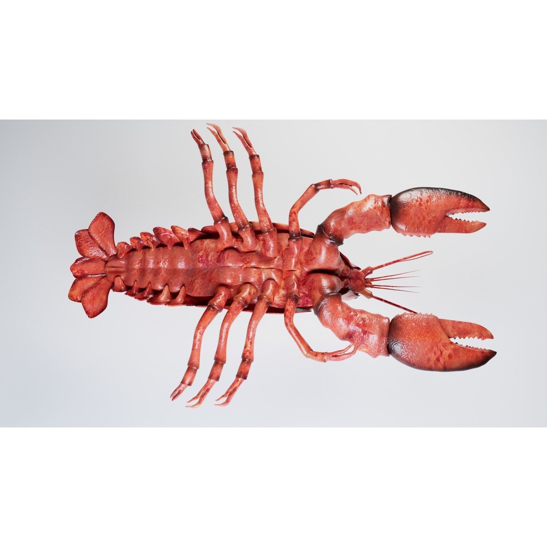 Lobster 3D Model – Realistic Crustacean for Games, FBX - View 13
