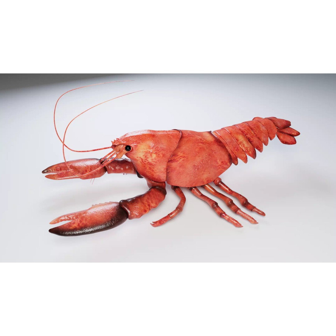 Lobster 3D Model – Realistic Crustacean for Games, FBX - View 2