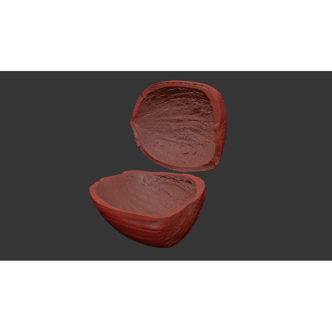 Hazelnut 3D Model – Photorealistic Game Asset, FBX & OBJ - View 12