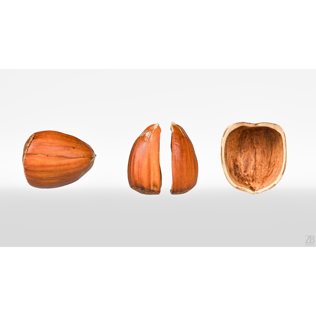 Hazelnut 3D Model – Photorealistic Game Asset, FBX & OBJ - View 6