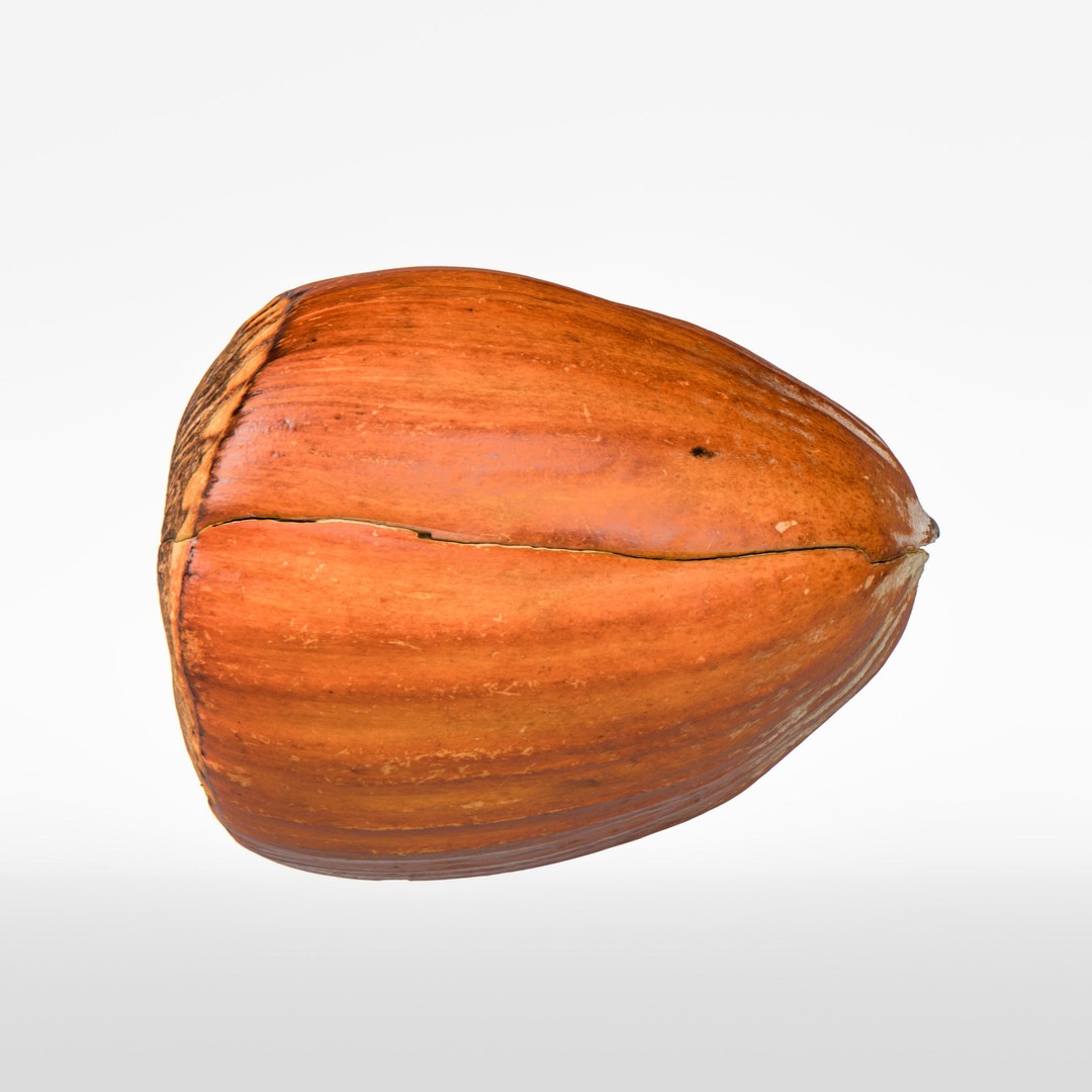 Hazelnut 3D Model – Photorealistic Game Asset, FBX & OBJ - View 7