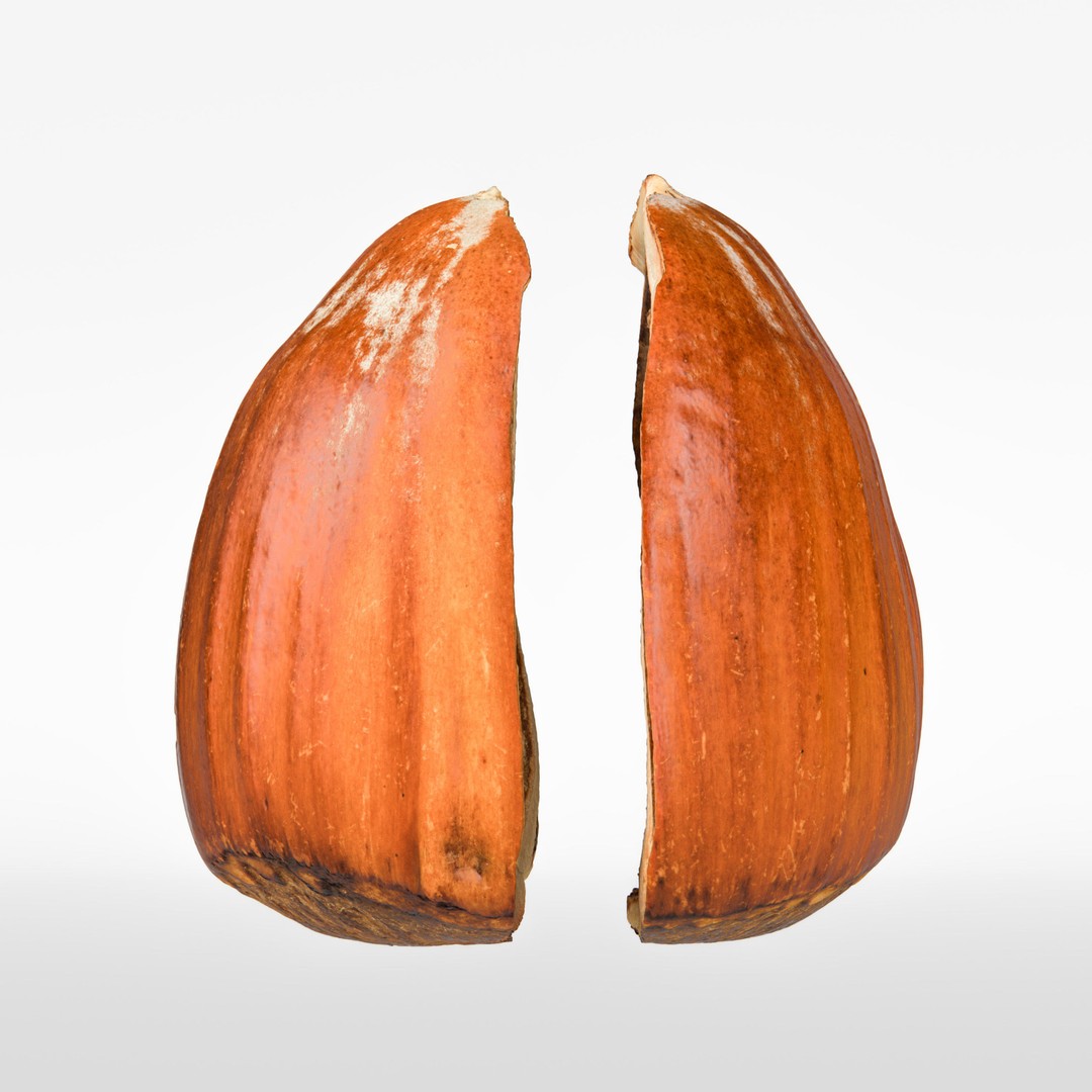 Hazelnut 3D Model – Photorealistic Game Asset, FBX & OBJ - View 8