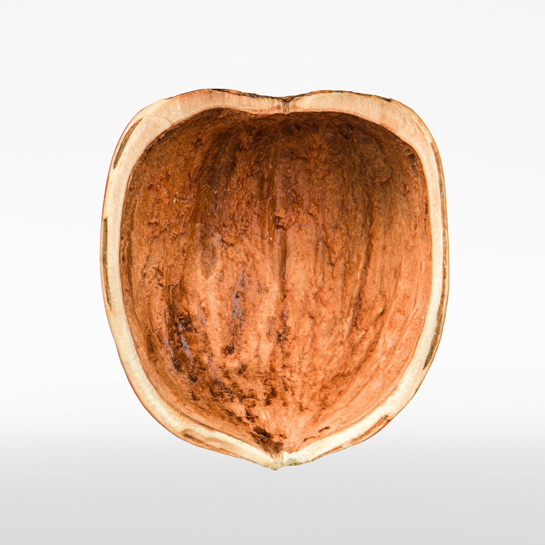 Hazelnut 3D Model – Photorealistic Game Asset, FBX & OBJ - View 9
