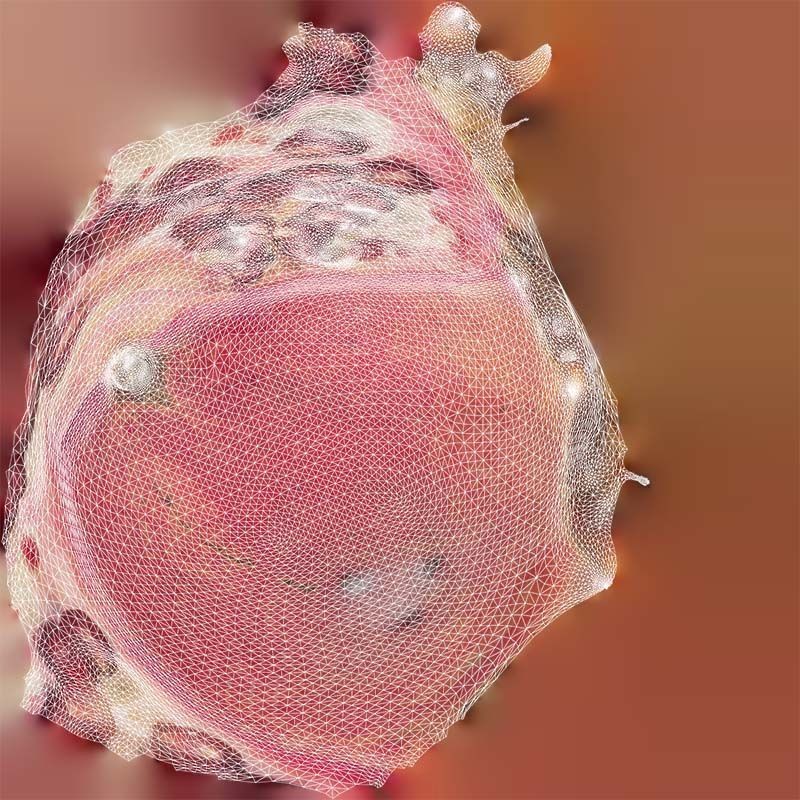 Pomegranate Half 3D Model – Low Poly Game Asset, FBX, PBR Textures - View 16