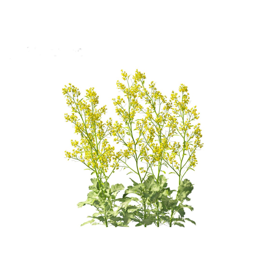 Brassica juncea 3D Model – Realistic Chinese Mustard Plant, FBX