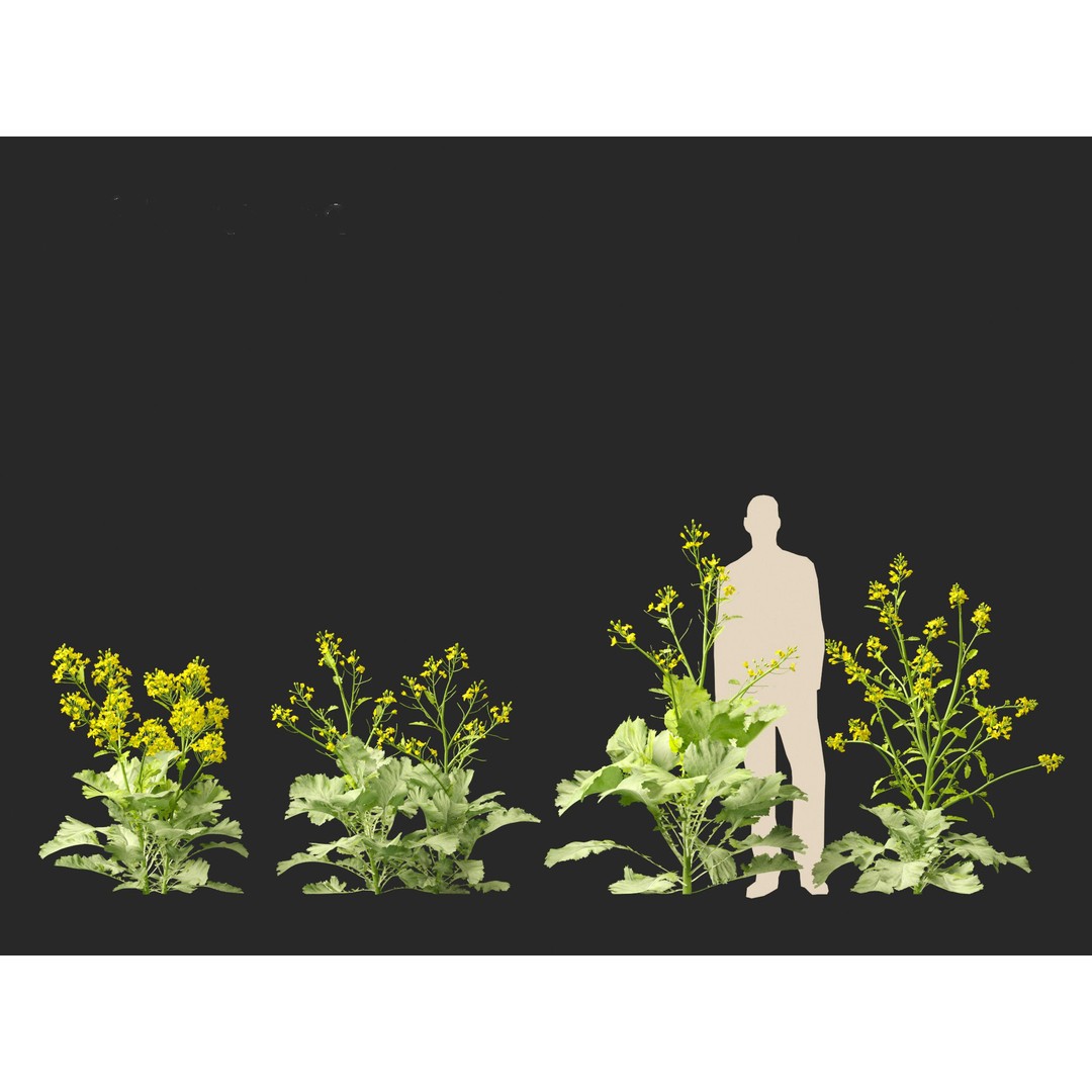 Brassica juncea 3D Model – Realistic Chinese Mustard Plant, FBX - View 10