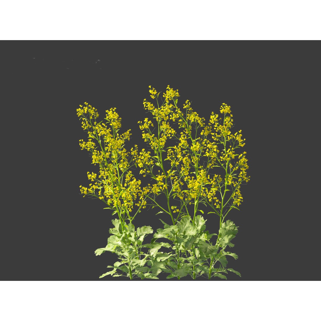 Brassica juncea 3D Model – Realistic Chinese Mustard Plant, FBX - View 11
