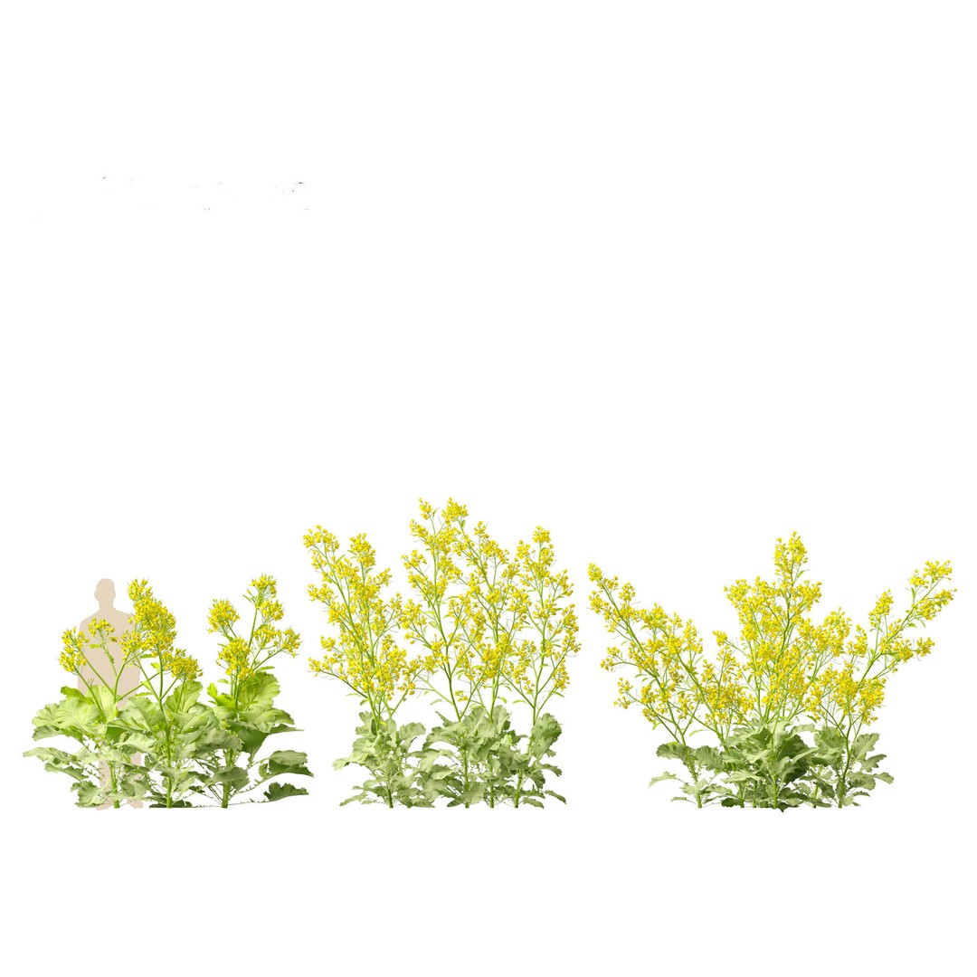 Brassica juncea 3D Model – Realistic Chinese Mustard Plant, FBX - View 12
