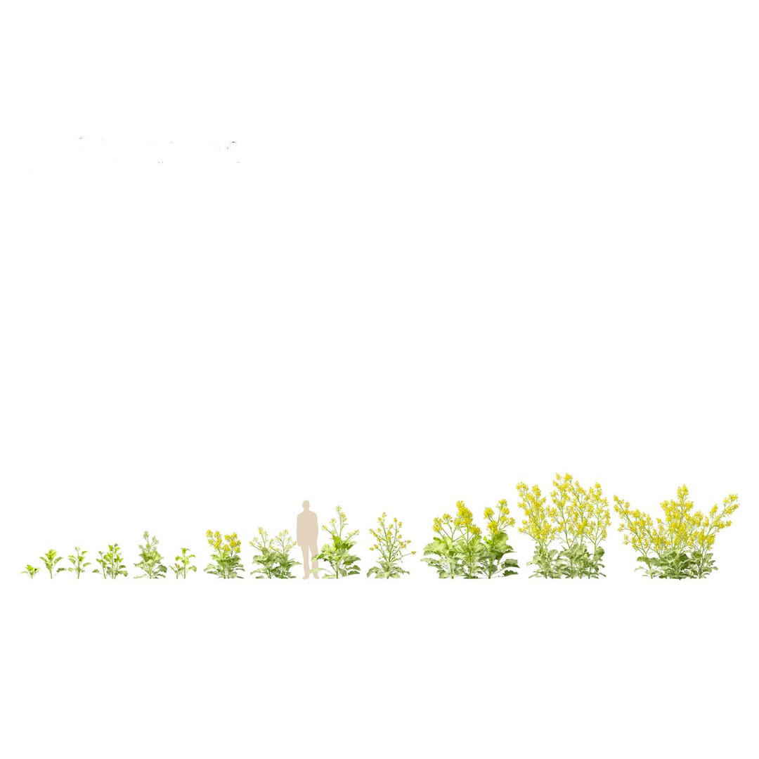 Brassica juncea 3D Model – Realistic Chinese Mustard Plant, FBX - View 13