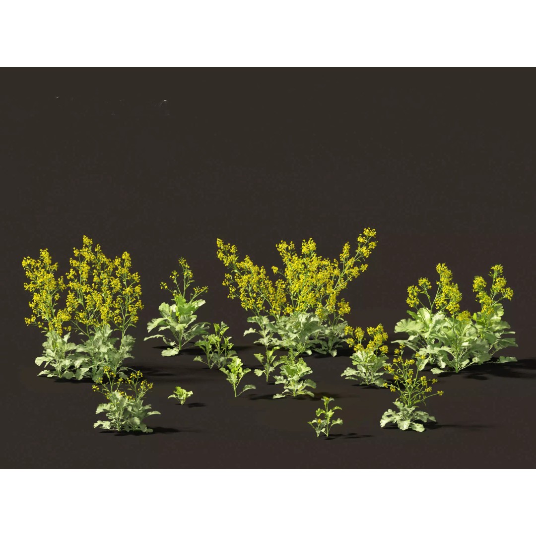Brassica juncea 3D Model – Realistic Chinese Mustard Plant, FBX - View 2