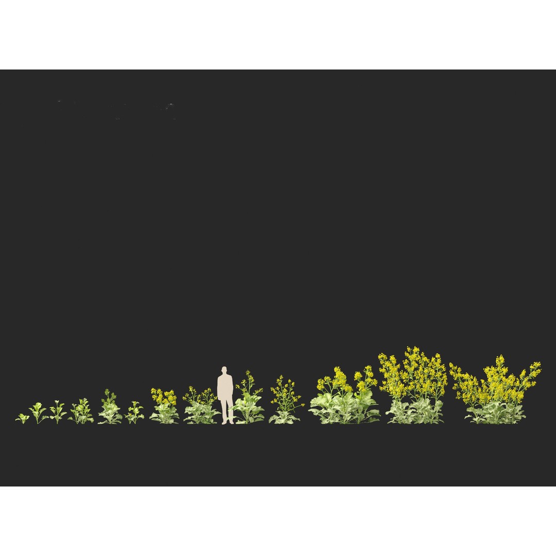 Brassica juncea 3D Model – Realistic Chinese Mustard Plant, FBX - View 3