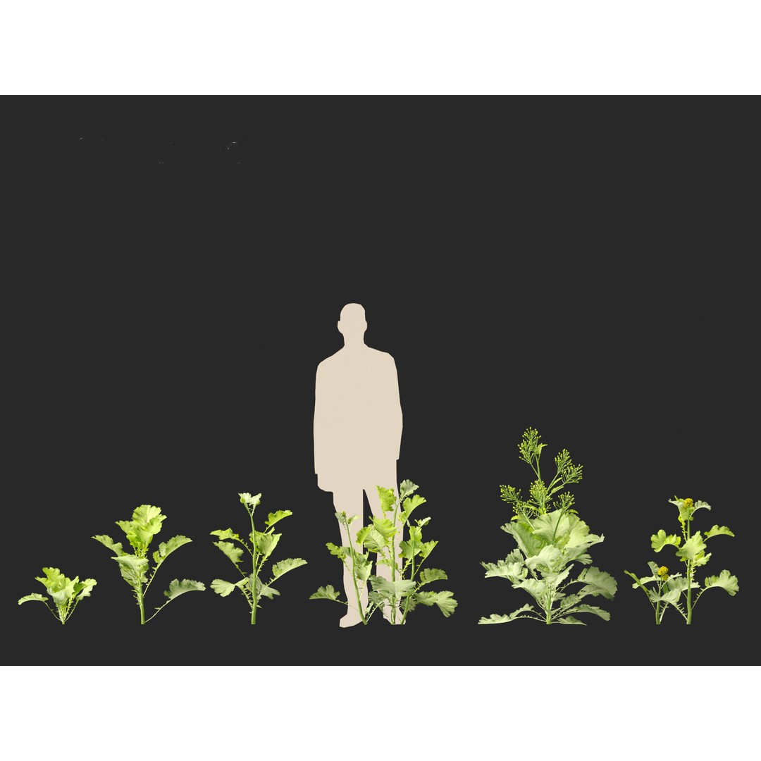 Brassica juncea 3D Model – Realistic Chinese Mustard Plant, FBX - View 4