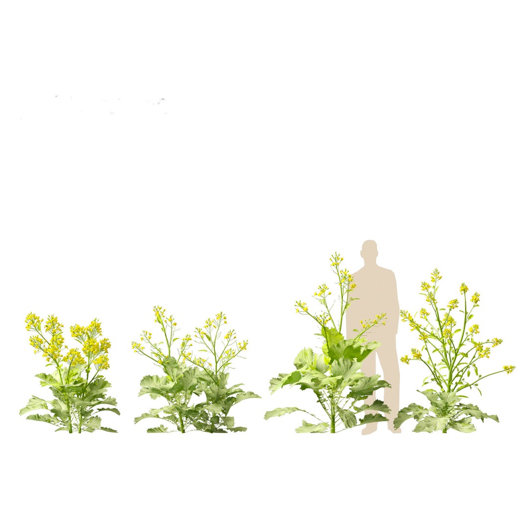 Brassica juncea 3D Model – Realistic Chinese Mustard Plant, FBX - View 6