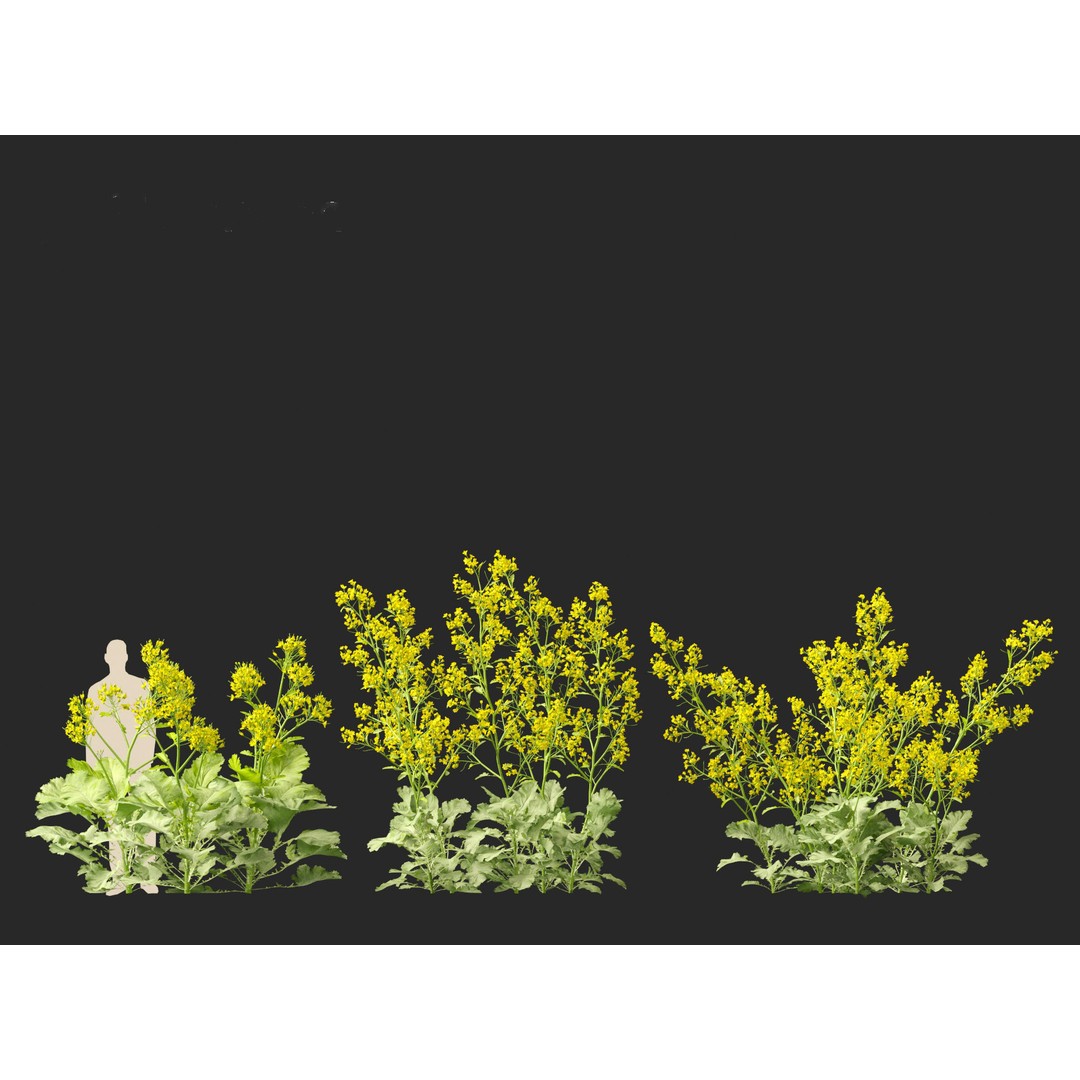 Brassica juncea 3D Model – Realistic Chinese Mustard Plant, FBX - View 7
