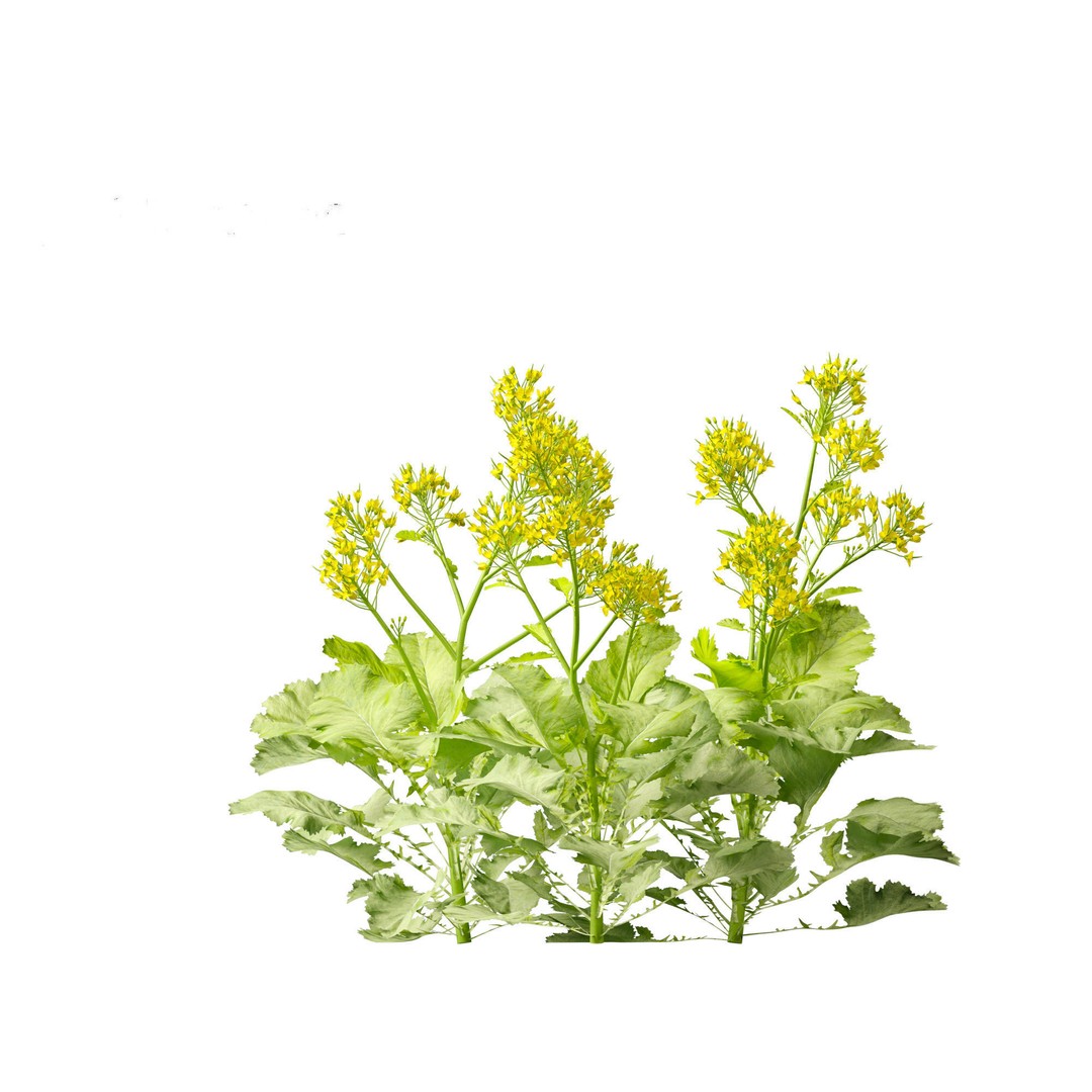 Brassica juncea 3D Model – Realistic Chinese Mustard Plant, FBX - View 8