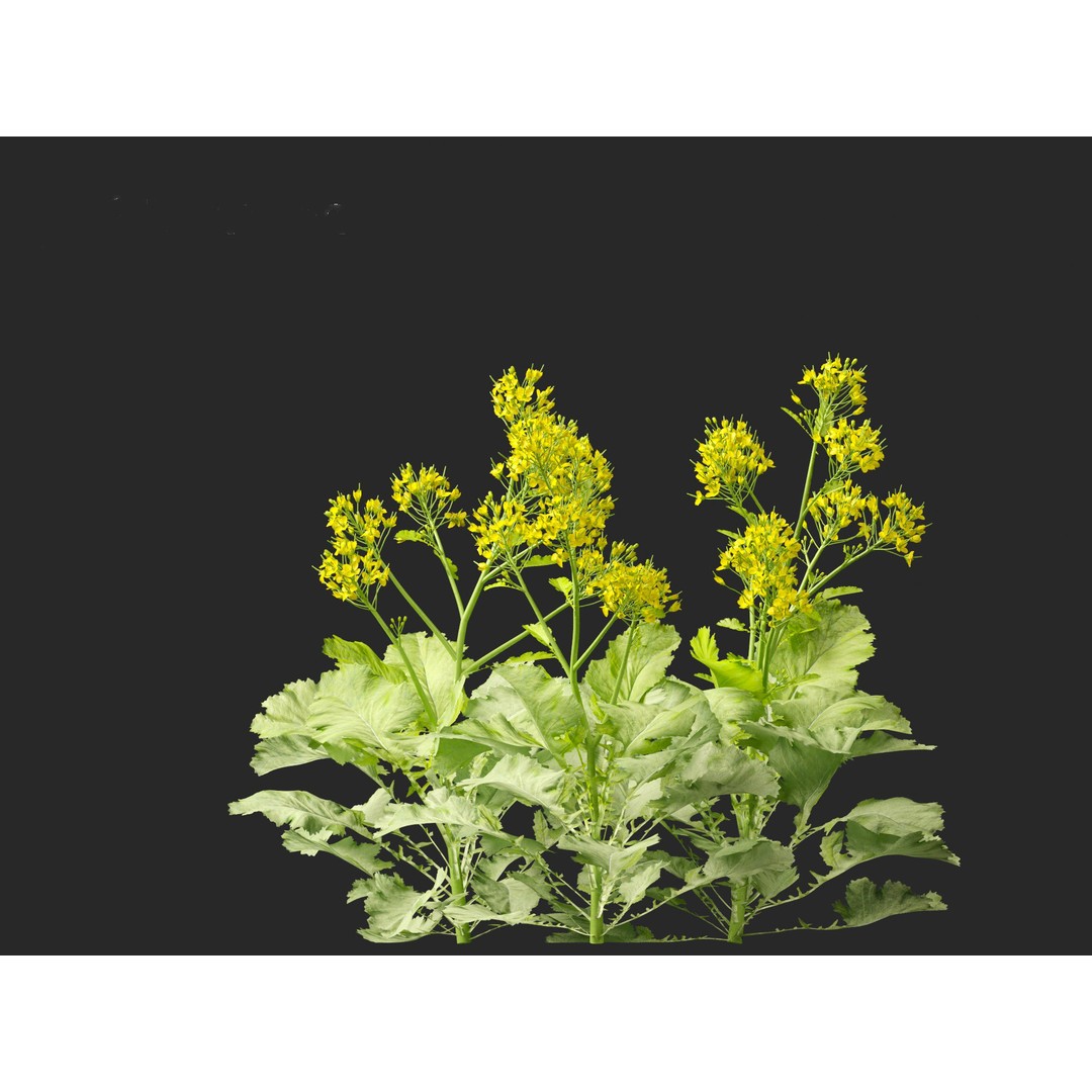 Brassica juncea 3D Model – Realistic Chinese Mustard Plant, FBX - View 9