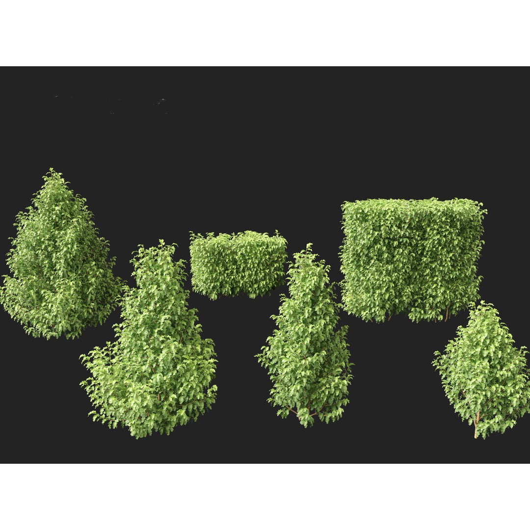 Oleria Paniculata 3D Model – Realistic Plant Asset, FBX, Blender