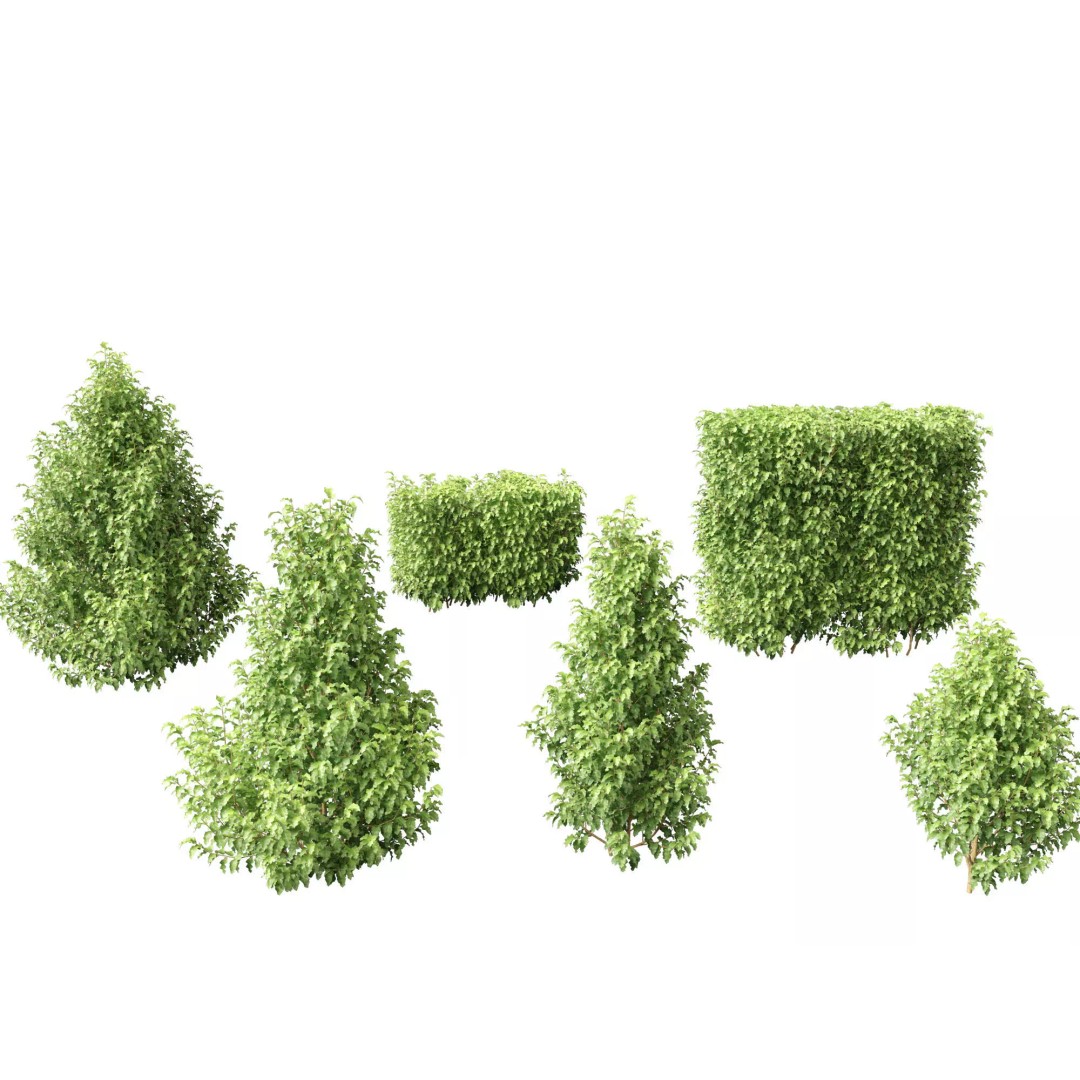Oleria Paniculata 3D Model – Realistic Plant Asset, FBX, Blender - View 2