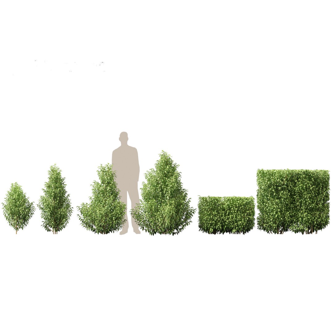 Oleria Paniculata 3D Model – Realistic Plant Asset, FBX, Blender - View 3