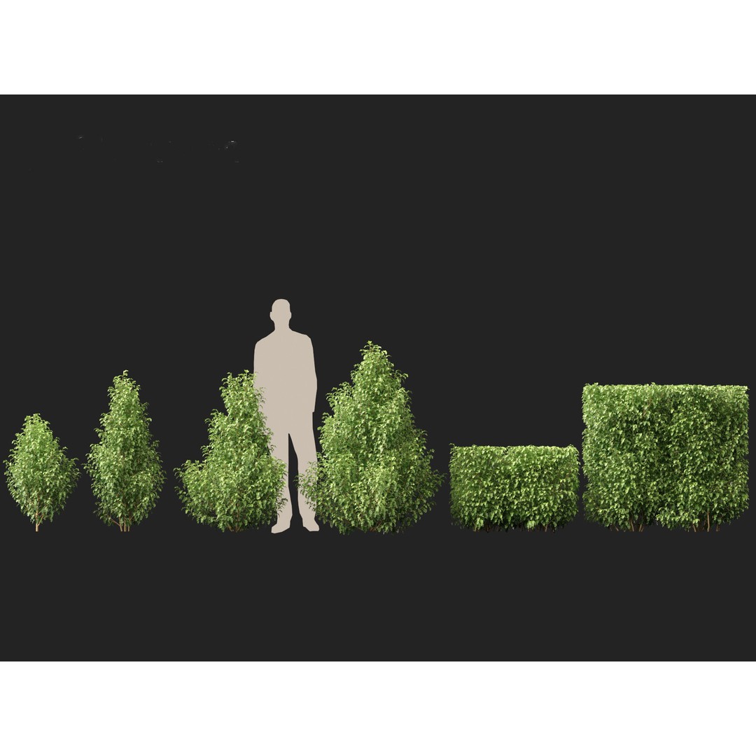 Oleria Paniculata 3D Model – Realistic Plant Asset, FBX, Blender - View 4