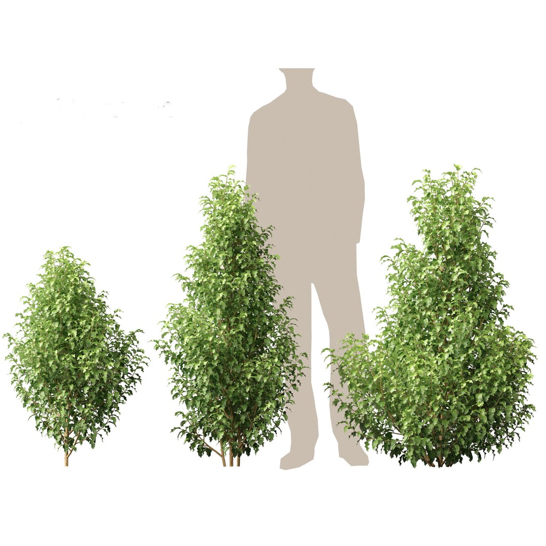 Oleria Paniculata 3D Model – Realistic Plant Asset, FBX, Blender - View 5