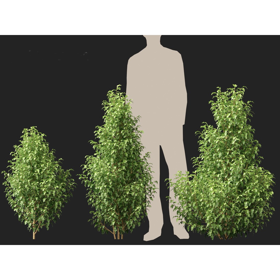 Oleria Paniculata 3D Model – Realistic Plant Asset, FBX, Blender - View 6