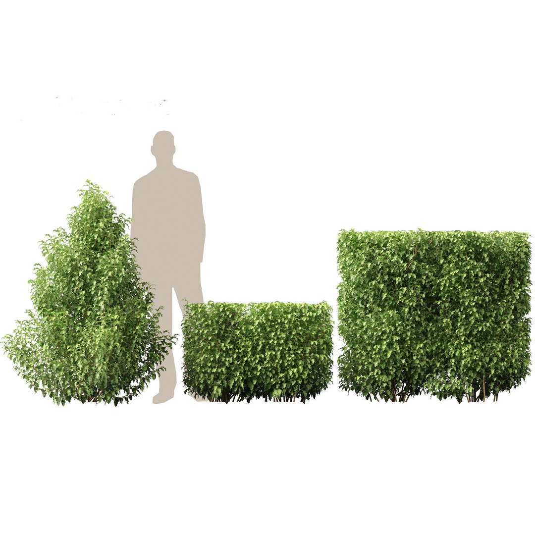 Oleria Paniculata 3D Model – Realistic Plant Asset, FBX, Blender - View 7