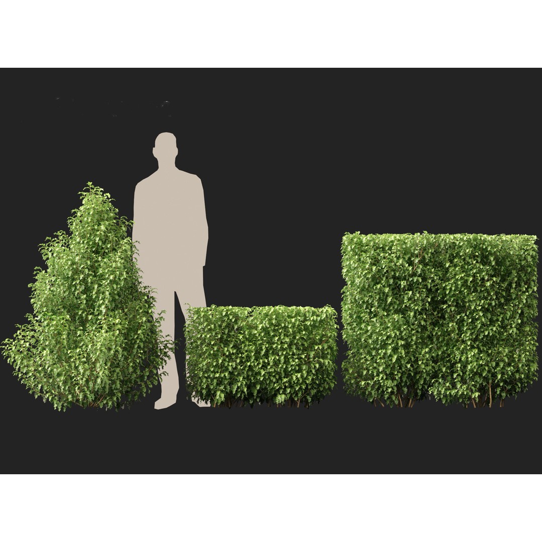 Oleria Paniculata 3D Model – Realistic Plant Asset, FBX, Blender - View 8